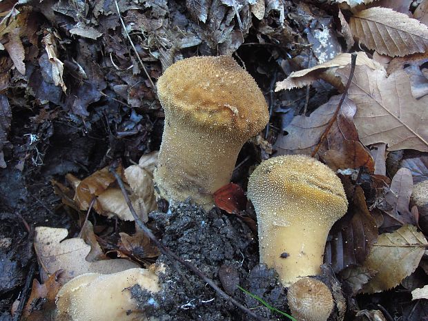 prášnica bradavičnatá Lycoperdon perlatum Pers.