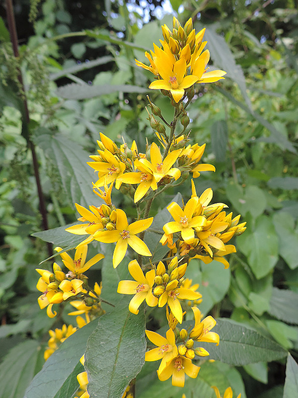 čerkáč obyčajný / vrbina obecná Lysimachia vulgaris L.