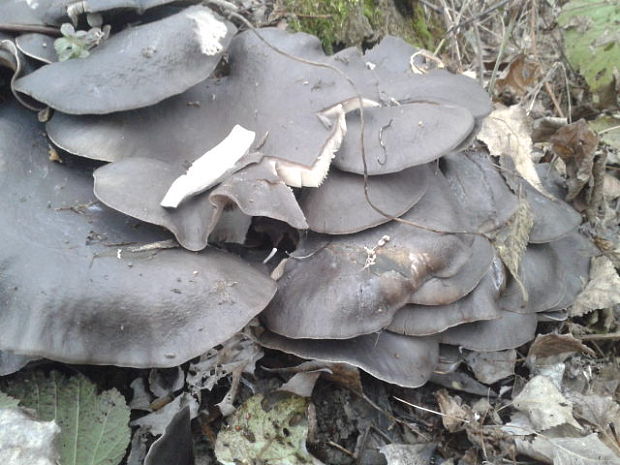 hliva ustricovitá Pleurotus ostreatus (Jacq.) P. Kumm.