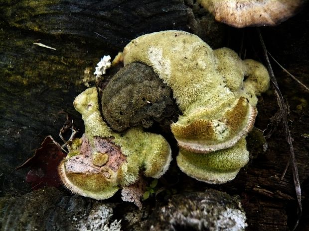 trúdnikovec chlpatý Trametes hirsuta (Wulfen) Lloyd