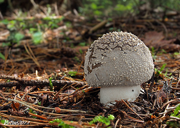 muchotrávka hrubá Amanita excelsa (Fr.) Bertill.