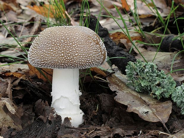 muchotrávka tigrovaná Amanita pantherina (DC.) Krombh.