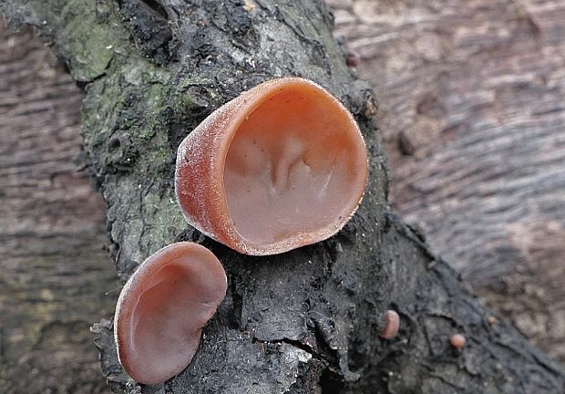 uchovec bazový Auricularia auricula-judae (Bull.) Quél.