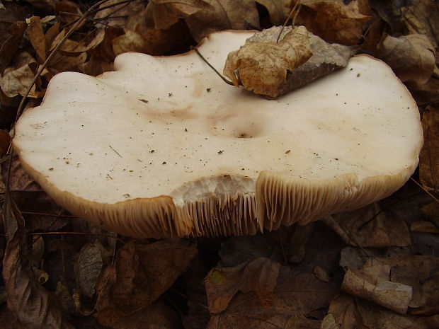 strmuľka inovaťová? Clitocybe nebularis (Batsch) P. Kumm.