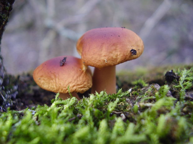 plamienka Flammulina sp.