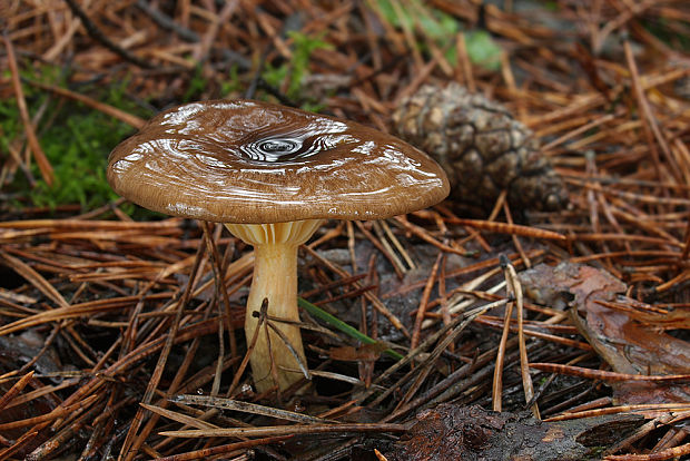 šťavnačka mrazová Hygrophorus hypothejus (Fr.) Fr.