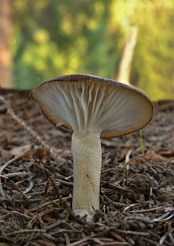 šťavnačka bodkovaná Hygrophorus pustulatus (Pers.) Fr.