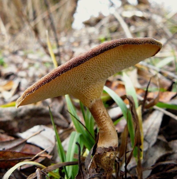 trúdnik zimný Lentinus brumalis (Pers.) Zmitr.