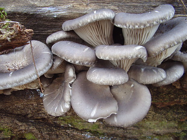 hliva ustricovitá Pleurotus ostreatus (Jacq.) P. Kumm.