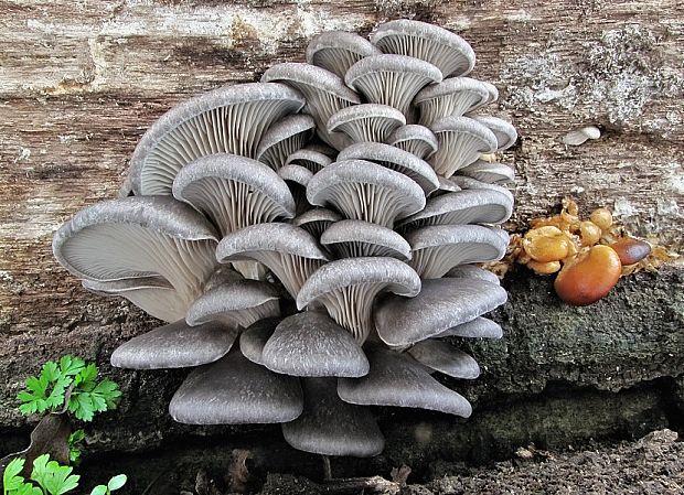 hliva ustricovitá Pleurotus ostreatus (Jacq.) P. Kumm.