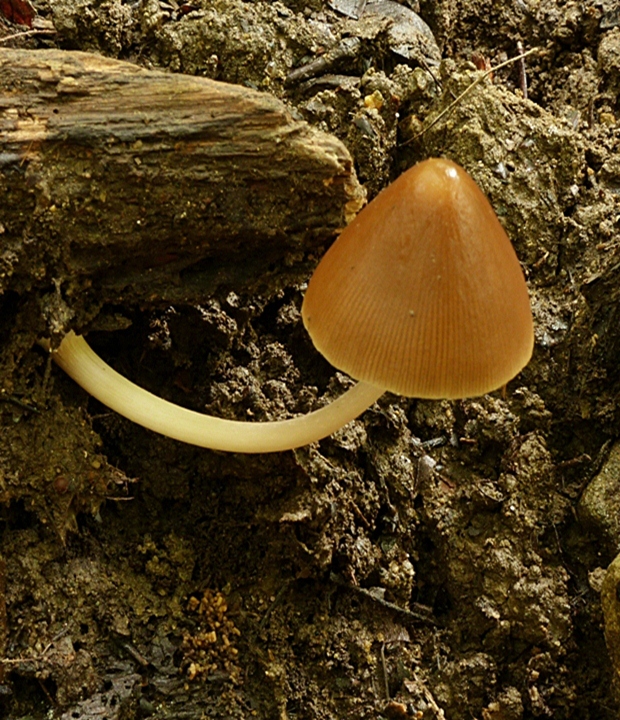 drobuľka Psathyrella sp.?