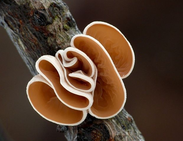 škľabka plstnatá Schizophyllum amplum (Lév.) Nakasone