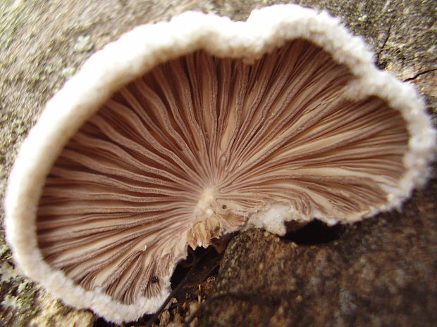 klanolupeňovka obyčajná Schizophyllum commune Fr.