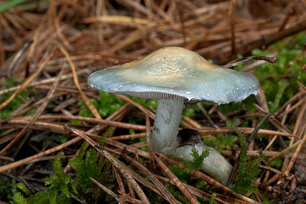 golierovka zelenkastá Stropharia aeruginosa (Curtis) Quél.