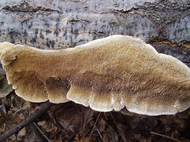 trúdnikovec Trametes sp.