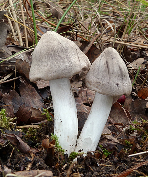 čírovka Tricholoma sp.