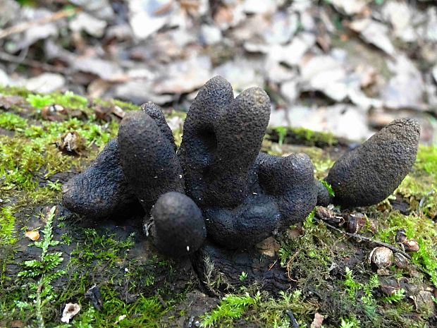 drevnatec kyjakovitý Xylaria polymorpha (Pers.) Grev.