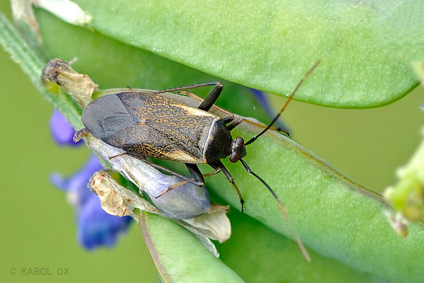 bzdôška čierna  Adelphocoris seticornis