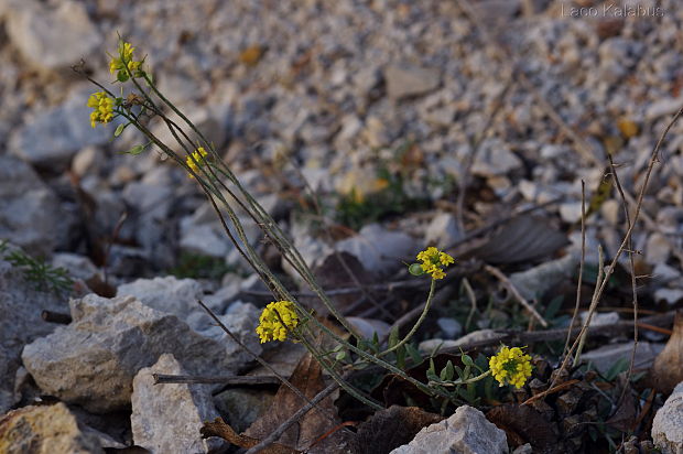 tarica  Alyssum sp.