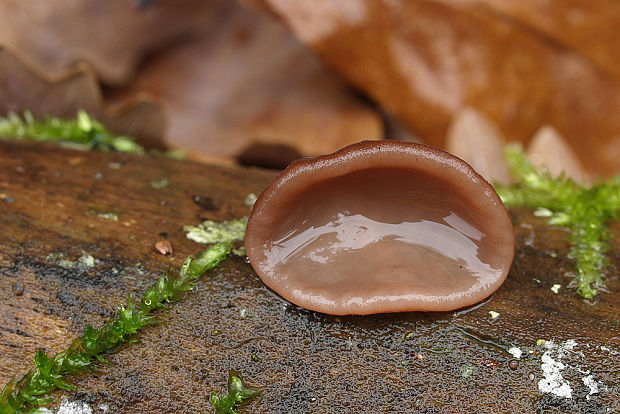 uchovec bazový Auricularia auricula-judae (Bull.) Quél.