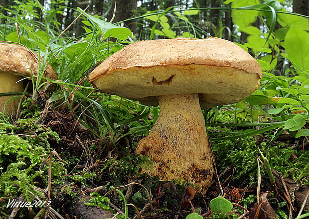 hríb horský Butyriboletus subappendiculatus (Dermek, Lazebn. & J. Veselský) D. Arora & J.L. Frank