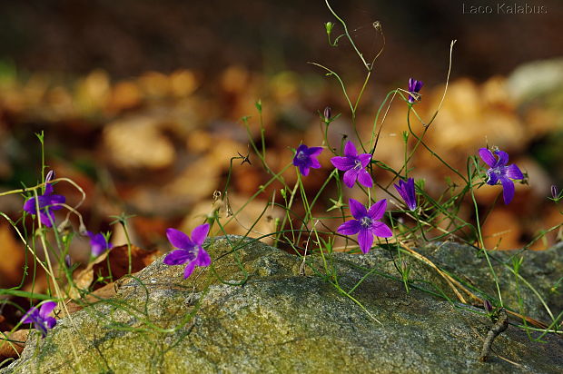 zvonček konáristý Campanula patula L.