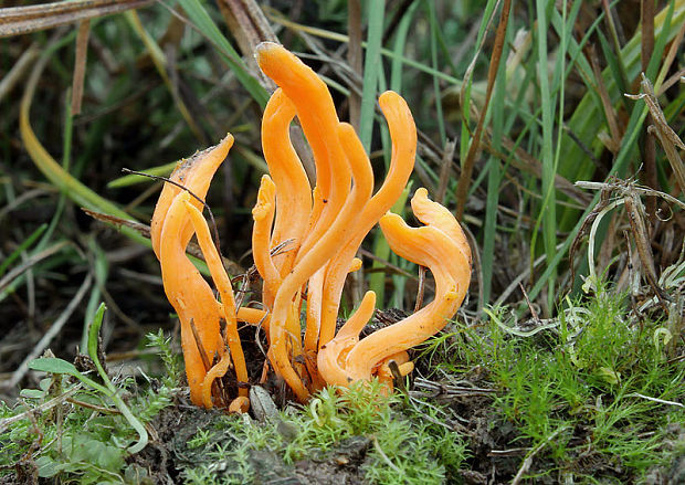 pakonárovka žltobiela Clavulinopsis luteoalba (Rea) Corner