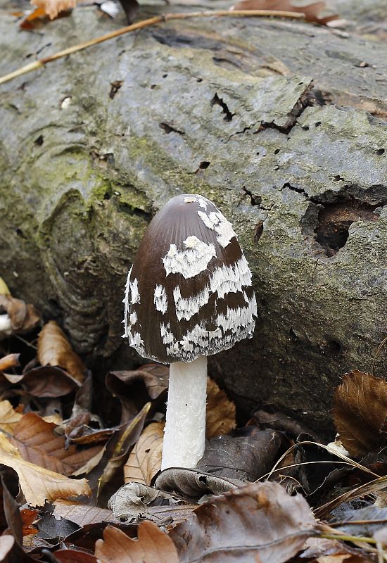 hnojník strakatý Coprinopsis picacea (Bull.) Redhead, Vilgalys & Moncalvo