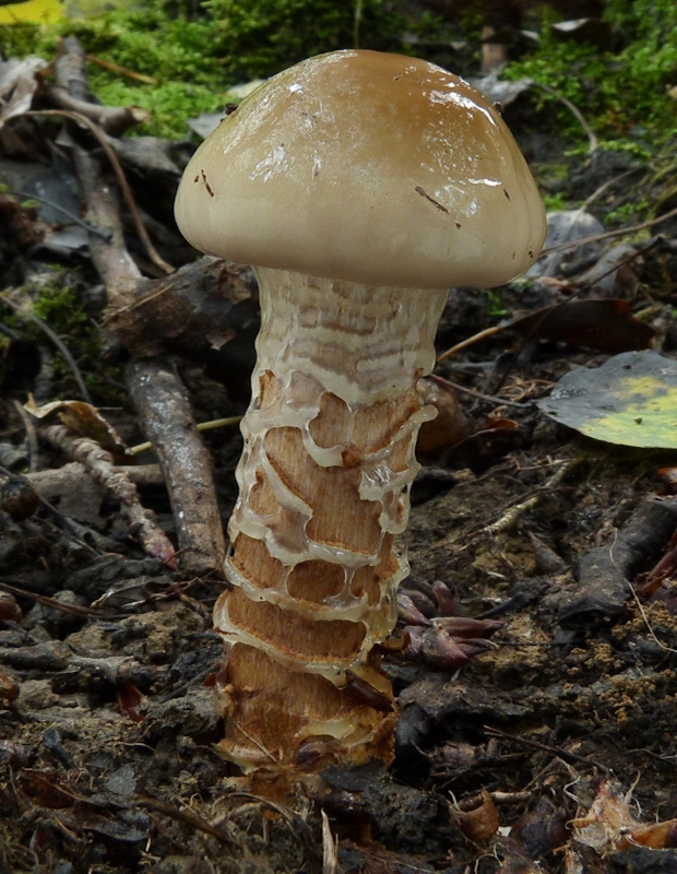 pavučinovec mazľavý Cortinarius trivialis J.E. Lange