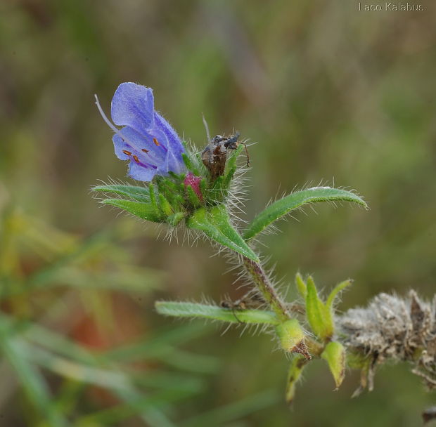 hadinec obyčajný Echium vulgare L.