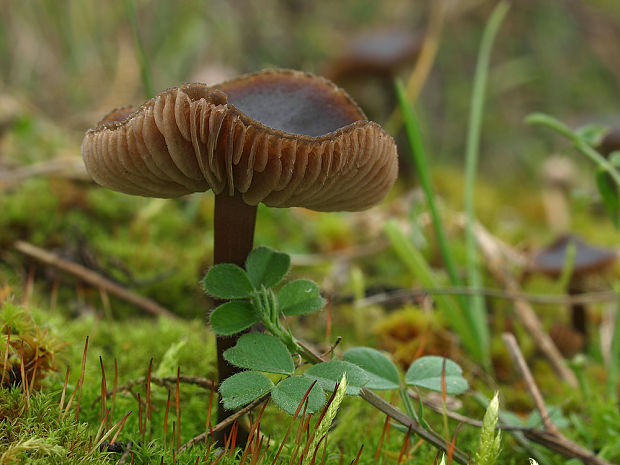 hodvábnica hodvábna Entoloma sericeum Quél.