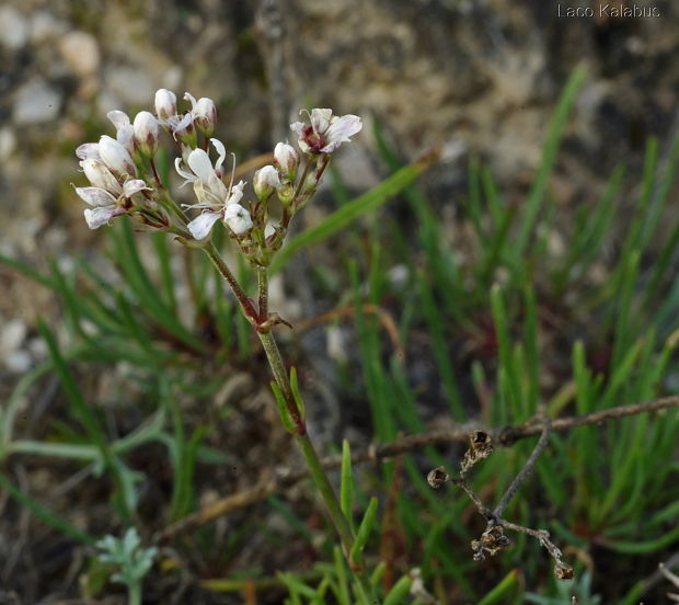 gypsomilka zväzkovitá piesočná Gypsophila fastigiata subsp. arenaria (Waldst. et Kit. ex Willd.) Domin