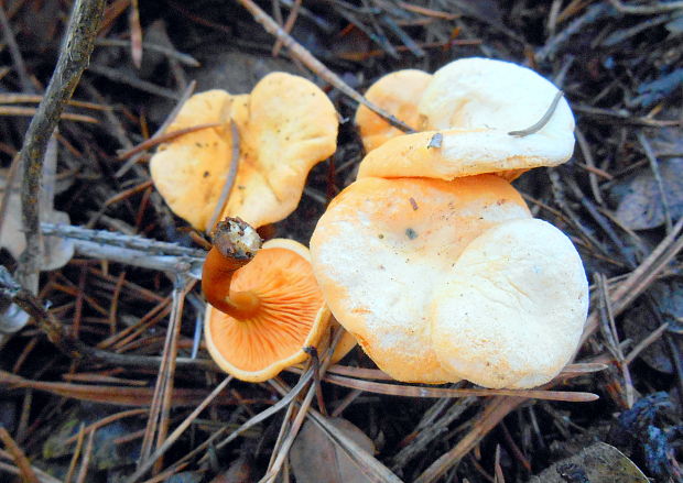 líška oranžová Hygrophoropsis aurantiaca (Wulfen) Maire