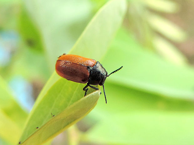 liskavka / mandelinka Labidostomis humeralis Schneider, 1792