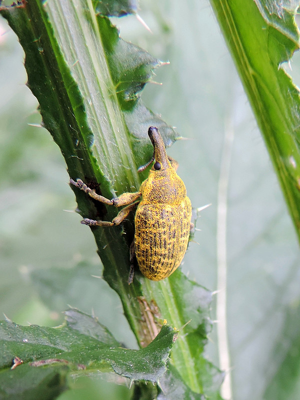 nosánik / nosatec Larinus sturnus Schaller, 1873