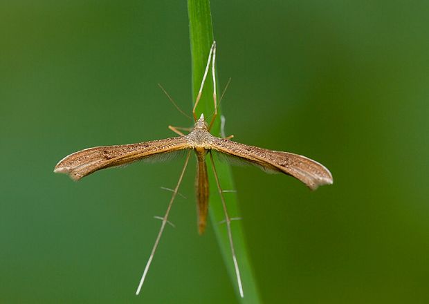 pierkavcovité Pterophoridae