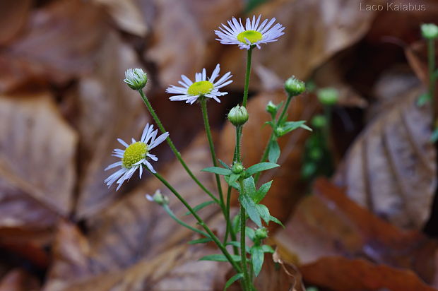 hviezdnik ročný Stenactis annua (L.) Nees