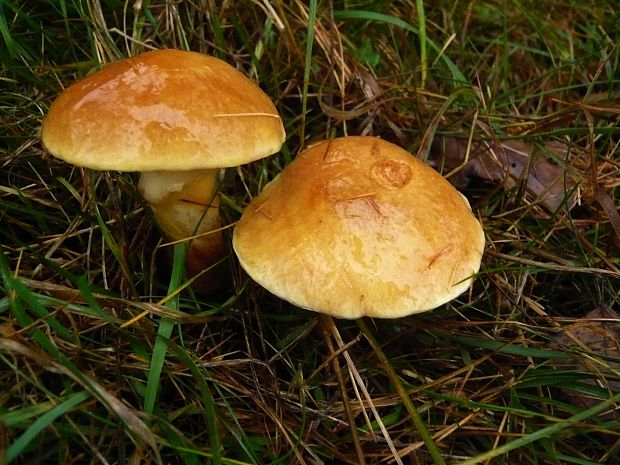 masliak smrekovcový Suillus grevillei (Klotzsch) Singer