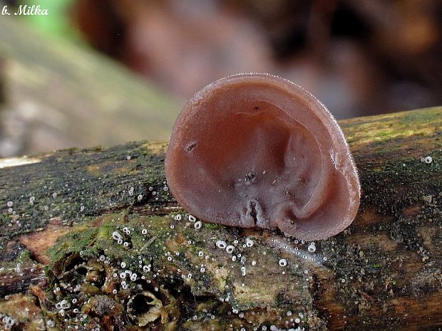 uchovec bazový Auricularia auricula-judae (Bull.) Quél.