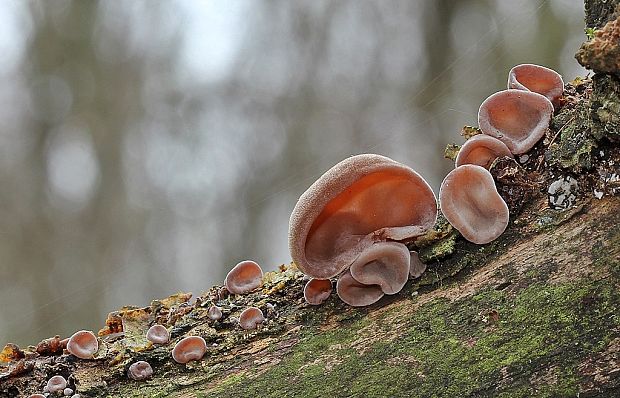 uchovec bazový Auricularia auricula-judae (Bull.) Quél.