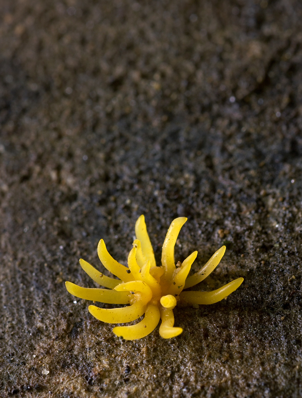 parôžkovec malý Calocera cornea (Fr.) Loud.