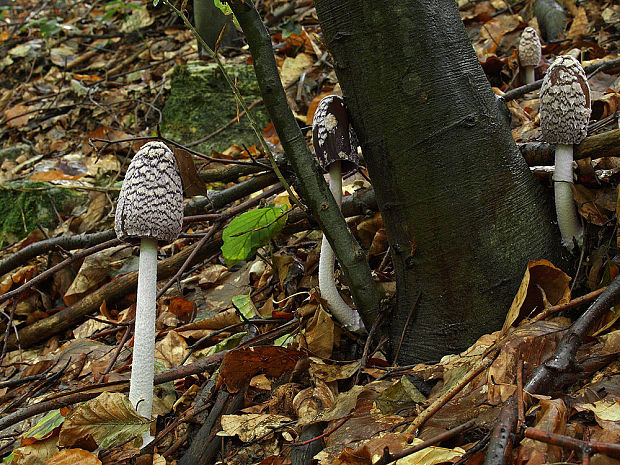 hnojník strakatý Coprinopsis picacea (Bull.) Redhead, Vilgalys & Moncalvo