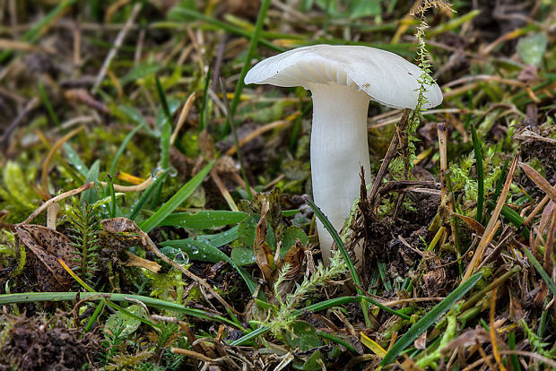 lúčnica snehobiela Cuphophyllus virgineus (Wulfen) Kovalenko