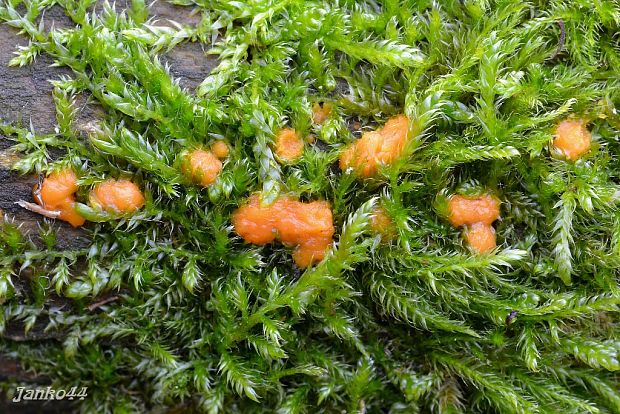 slzovec Dacrymyces sp.