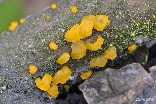 slzovec rôsolovitý Dacrymyces stillatus Nees