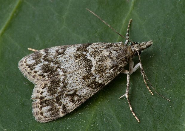 sivenka krovinová Eudonia lacustrata