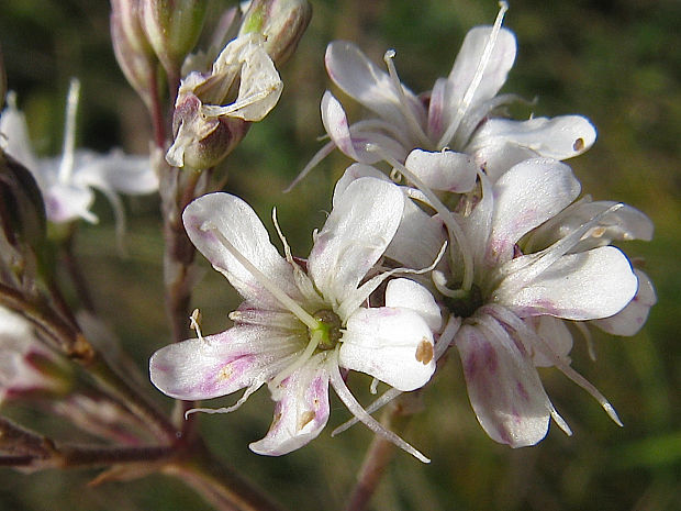 gypsomilka zväzkovitá piesočná Gypsophila fastigiata subsp. arenaria (Waldst. et Kit. ex Willd.) Domin