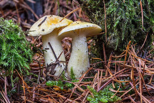 šťavnačka smrekovcová Hygrophorus lucorum Kalchbr.