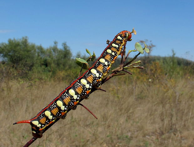 lišaj mliečnikový Hyles euphorbiae