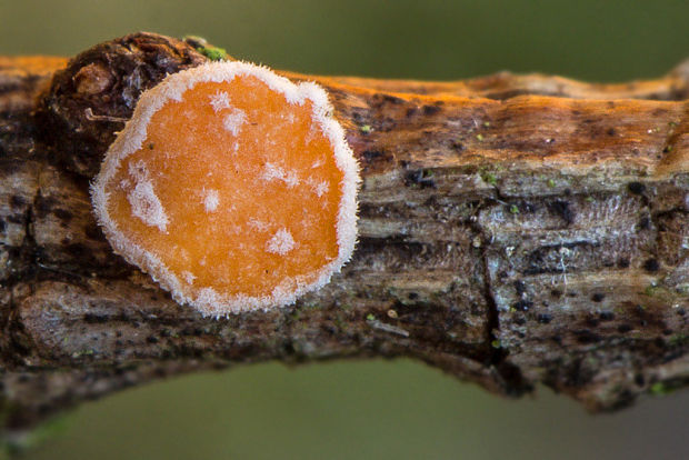 vlnuška Lachnellula sp.